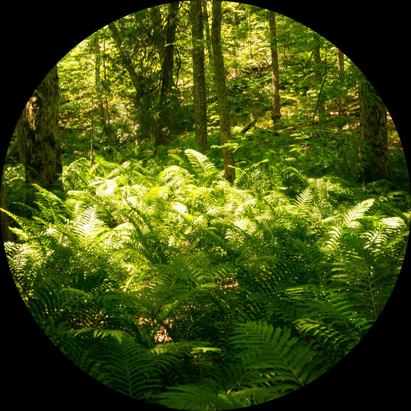 fern_and_bower